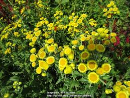 Image result for Helichrysum decorum