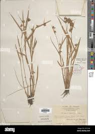 Image result for Fuirena ciliaris