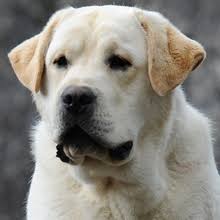 Black labrador puppies for sale. Puppyfind Black Lab Puppies For Sale