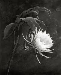 Darksilenceinsuburbia Queen Of The Night 1929 By Cy Decosse Night Flowers Night Blooming Flowers Black And White Photography
