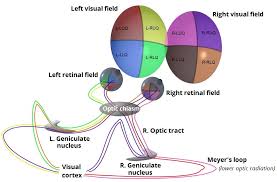 Well, this flowchart tutorial will teach you all you need to know. The Optic Nerve Visual Pathway Chiasm Tract Teachmeanatomy