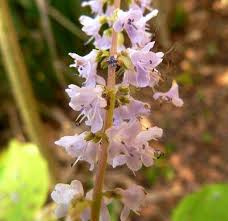 Image result for Tetradenia urticifolia