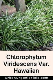 Image result for Chlorophytum sparsiflorum
