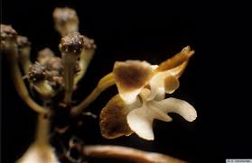 Image result for Didymoplexis