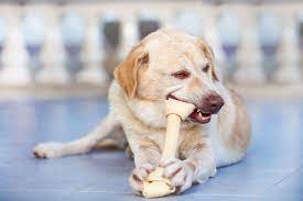 Should I Feed My Dog Daily Care Of A Dog Dogs Guide Omlet Uk