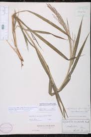 Image result for Leptochloa panicea