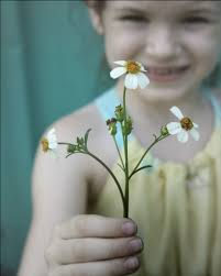 Free Images : flower, nose, skin, hand, cheek, mayweed, lip, botany, child,  chamomile, smile, wildflower, finger, oxeye daisy, plant stem, petal,  olfaction, perennial plant 2400x3000