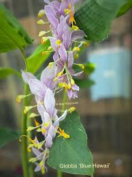 Image result for Globba