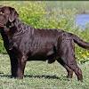 Are there chocolate lab puppies in michigan? 1