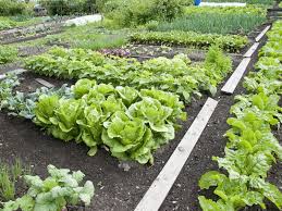 We did not find results for: How To Harvest Romaine Lettuce For Maximum Yield