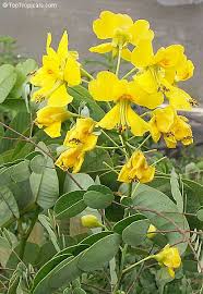 Image result for Caesalpinia cassioides