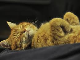 If you'd like, you can share a photo and i will tell your what your cat's coat color would be called in official and unofficial. What Cats Fur Color Say About Their Wild Feline Personalities