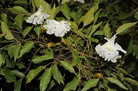 Image result for Dolichandrone alba