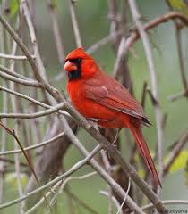 Blue Birds That Look Like Cardinals Northern Cardinal Cardinal Birds Beautiful Birds
