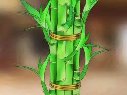 We did not find results for: How To Take Care Of Lucky Bamboo 12 Steps With Pictures