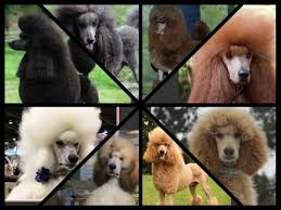 Genetics Behind Coat Color Novas Standard Poodles