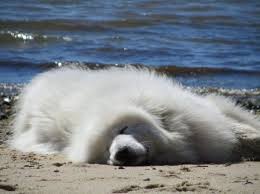 Unlike a lab or golden who greats most people with undying enthusiasm, a great pyrenees may large and giant breed puppies are supposed to be allowed their rest time. Pin By Patti On Beach Dogs Big Fluffy Dogs Big Fluffy Dog Rescue Great Pyrenees