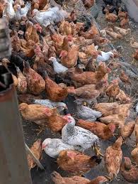 Good Morning, Assalamaleikum and Happy Sabbath brethren. 100% organic Free  range, chicken No hormon consumption. It Is Possible, Black Solder fly is a  must have for a farmer. 💪 Flyful Farms. David