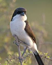 Black And White Bird With Long Tail South Africa Long Tailed Fiscal Backyard Birds Pet Birds Bird Species