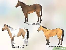 How To Handle Equine Wobblers Syndrome 13 Steps With Pictures
