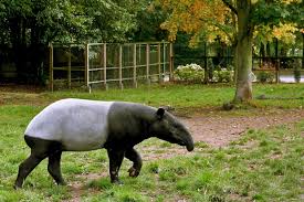 Image result for tapir