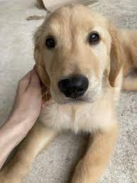Before making a reservation on a certain puppy please call or text michelle to make sure that puppy is still available or else we can not guarantee your selection. Golden Retriever Puppies For Sale Richmond Tx 354848