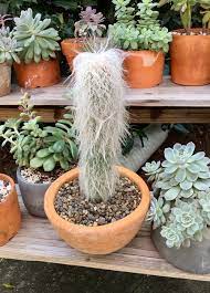 2.sandwiches were great favourites in victorian england. Anyone Else Got An Old Man Cactus