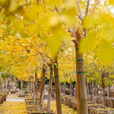 Image result for Fraxinus velutina