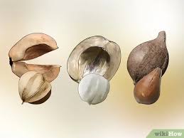 Check spelling or type a new query. How To Identify Hickory Nuts With Pictures Wikihow
