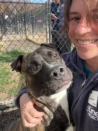Adoptable Dog Bates in Chamblee, Georgia
