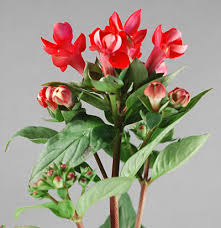 Image result for Bouvardia longiflora