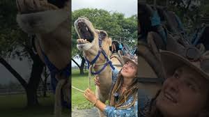 Brutus the talking camel #shorts