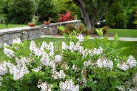 In housing context, we all know the saying is a bit true. Front Yard Landscaping Expert Tips Allentuck Landscaping Gaithersburg Md