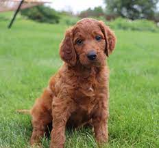 Pin By Ashlynn Beckett On P U P P Y L O V E Irish Doodle Doodle Puppy Doodle Dog