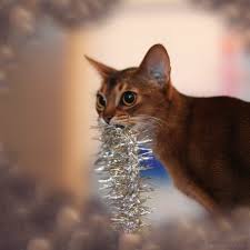 christmas is soon abyssinian cat queenie it s almost ready abessinier katze katzen abessinier