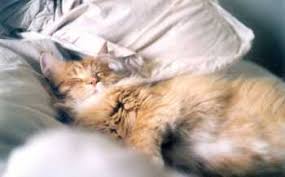 Maybe you would like to learn more about one of these? Punca Punca Bulu Kucing Anda Gugur Iluminasi