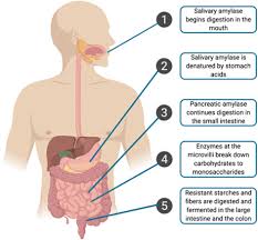 Carbohydrates are stored in fhe kiver and musc in the form of : Carbohydrates Sciencedirect