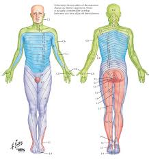 Dermatomal And Myotomal Maps And Level Testing