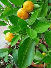 Image result for Citrus reticulata