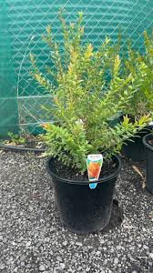 Image result for Melaleuca hypericifolia