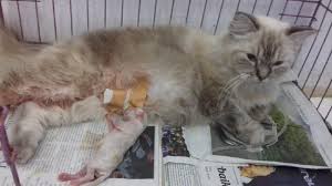 2d = 42 <> 98 3d = 321 <> 758 4d. Sulit Melahirkan 2 Kucing Di Makassar Jalani Operasi Caesar