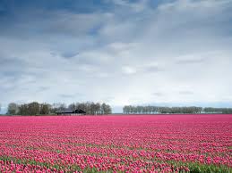Over 30 million tulips. was added to the trending top 100 list on september 10, 2019 from reddit at rank this post also reached it's highest position at #13 on trending.com's top 25 reddit list on september 10, 2019. Tulip Gardens Amsterdam Revel In The Glory Of Blooming Tulips This Spring