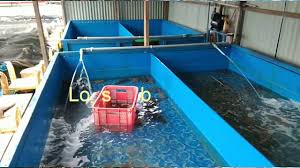 Budidaya Lobster Laut Part 1 Wajib Nonton Sebelum Pembesaran Lobster Air Laut Youtube