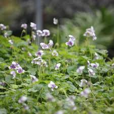 Image result for Viola hederacea