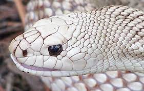 Florida Pine Close Up Snake Art Pine Snake Animals