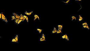 We did not find results for: Butterflies Background By Razvan25 Videohive