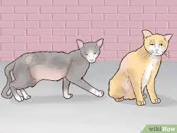 How to repel stray cats with water. How To Earn The Trust Of A Stray Cat 10 Steps With Pictures