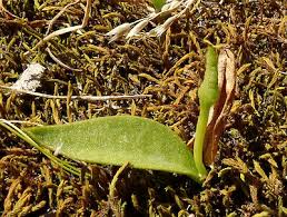 Image result for Ophioglossum thomasii