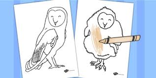 Check spelling or type a new query. Owl Pictures To Colour In Primary Resources Teacher Made