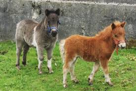 Brygarth Shetland Ponies Just Look At The Size Difference Between These In 2020 Shetland Pony Shetland Pony